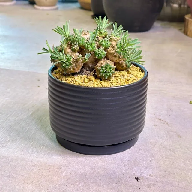 ユーフォルビア(峨眉山・ガビザン)