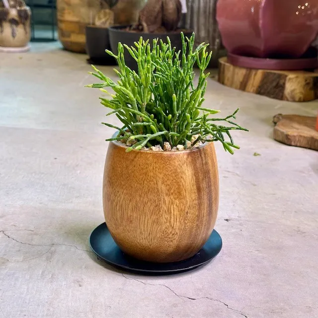 リプサリス・サリコルニオイデス