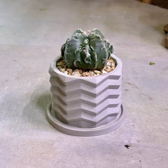 麗峰四角雪綾鸞鳳玉