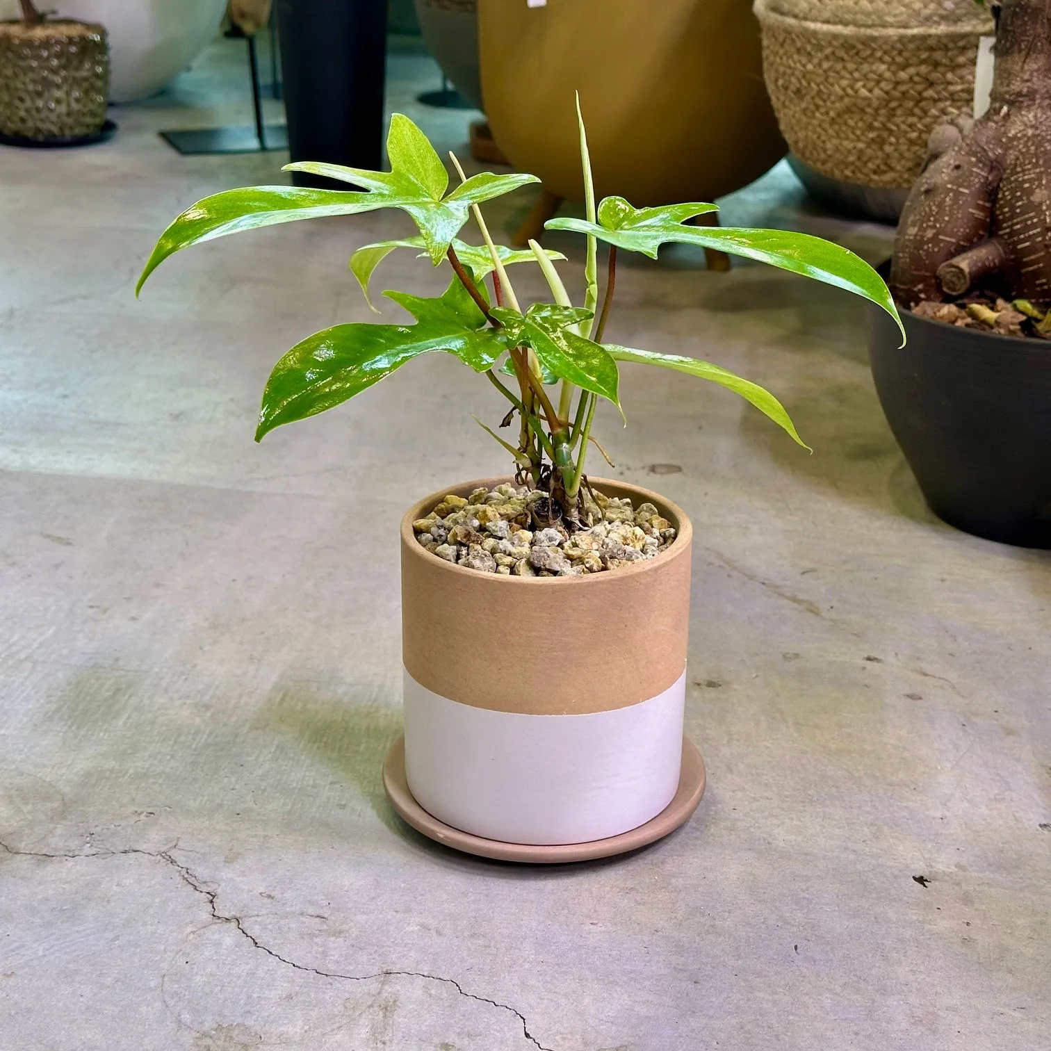 フィロデンドロン|フロリダゴーストミント