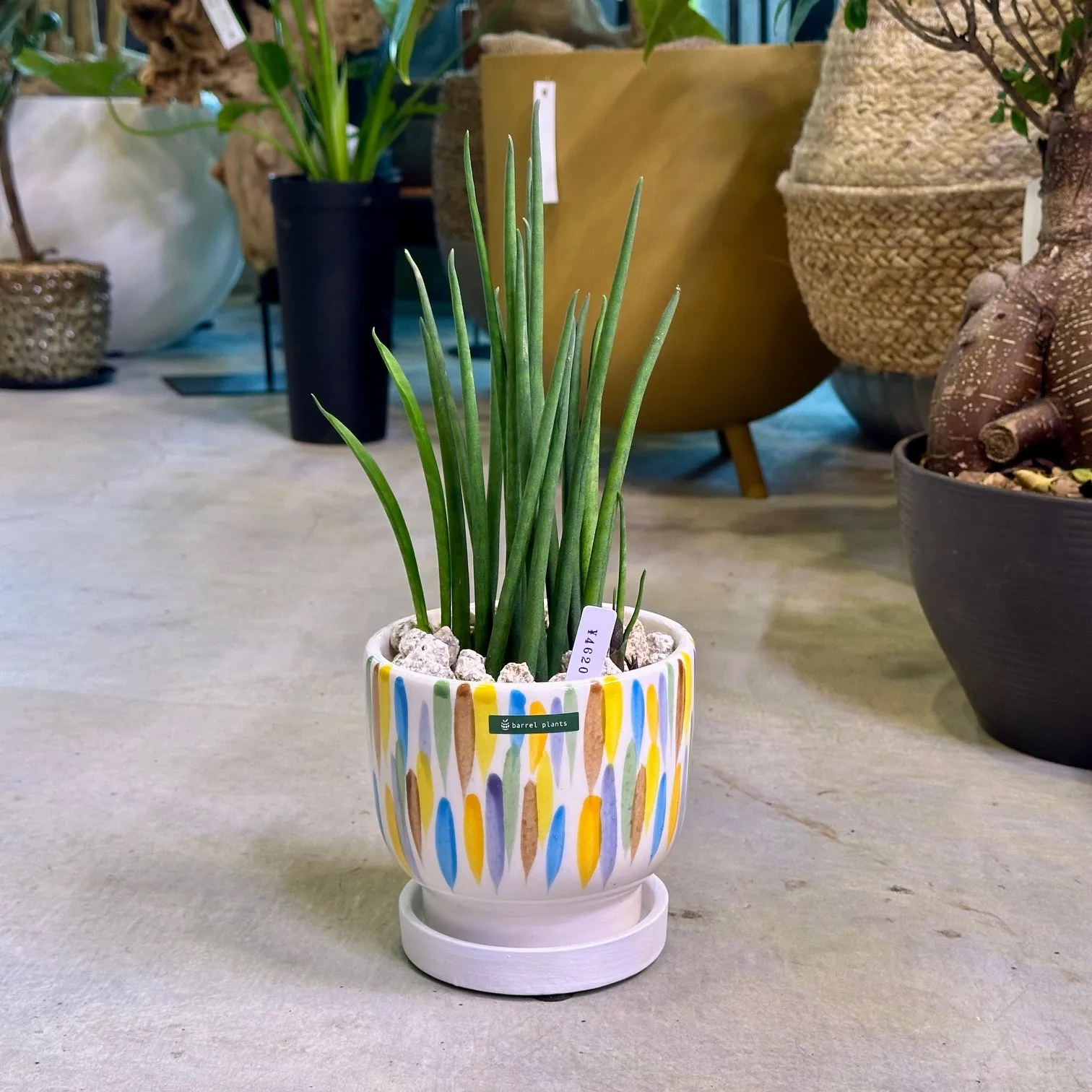 サンスベリア バキュラリス