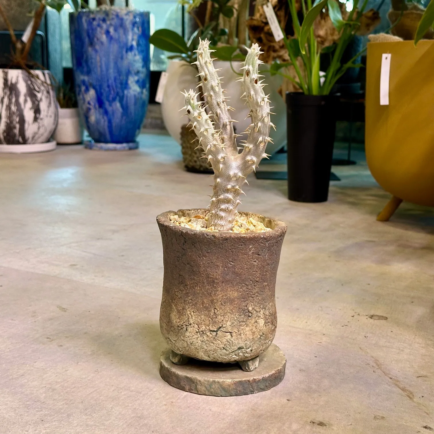 パキポディウム|デンシフローラム3ヘッド|休眠中